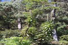 Lobelia leschenaultiana